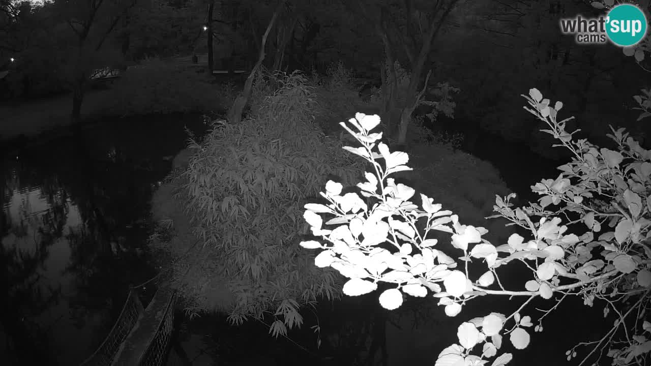 Gibbon à joues jaunes Zoo Ljubljana live cam