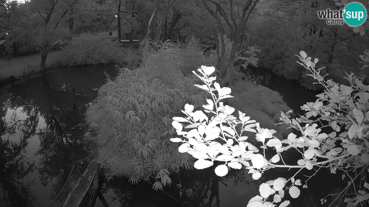 Yellow-cheeked gibbon Zoo Ljubljana livecam