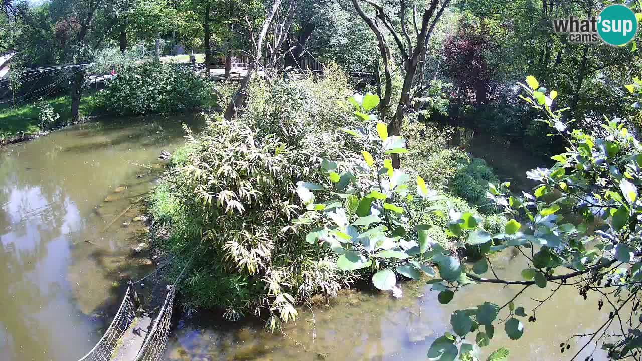 Südlicher Gelbwangen-Schopfgibbon Zoo Ljubljana webcam