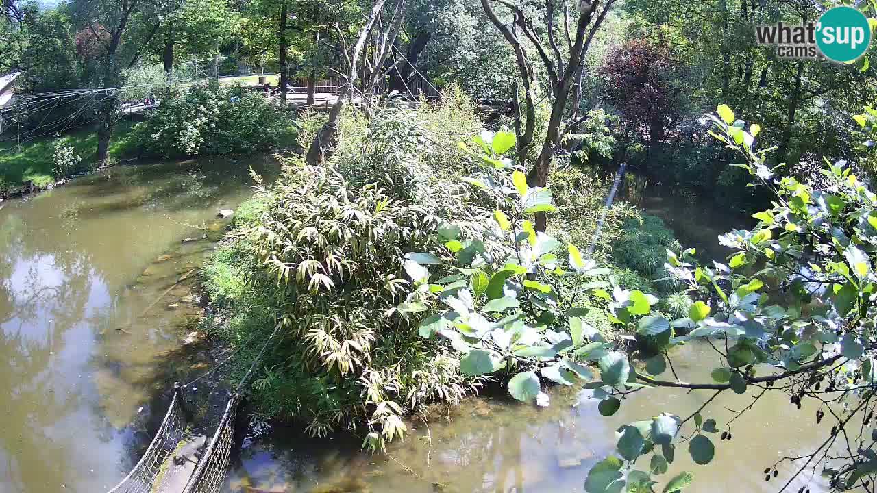 Yellow-cheeked gibbon Zoo Ljubljana livecam