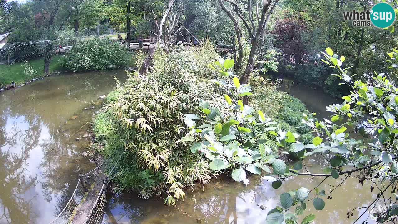 Yellow-cheeked gibbon Zoo Ljubljana livecam
