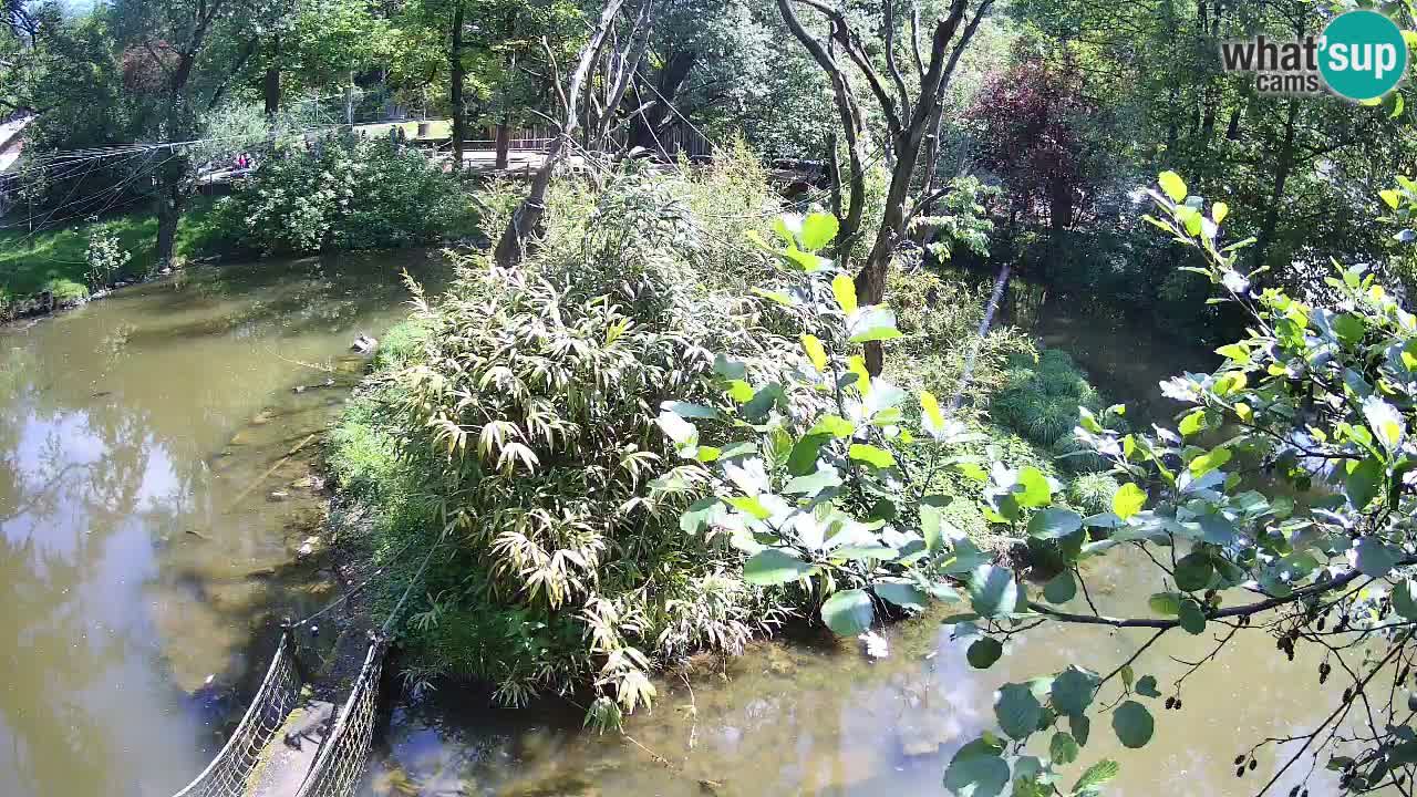 Yellow-cheeked gibbon Zoo Ljubljana livecam