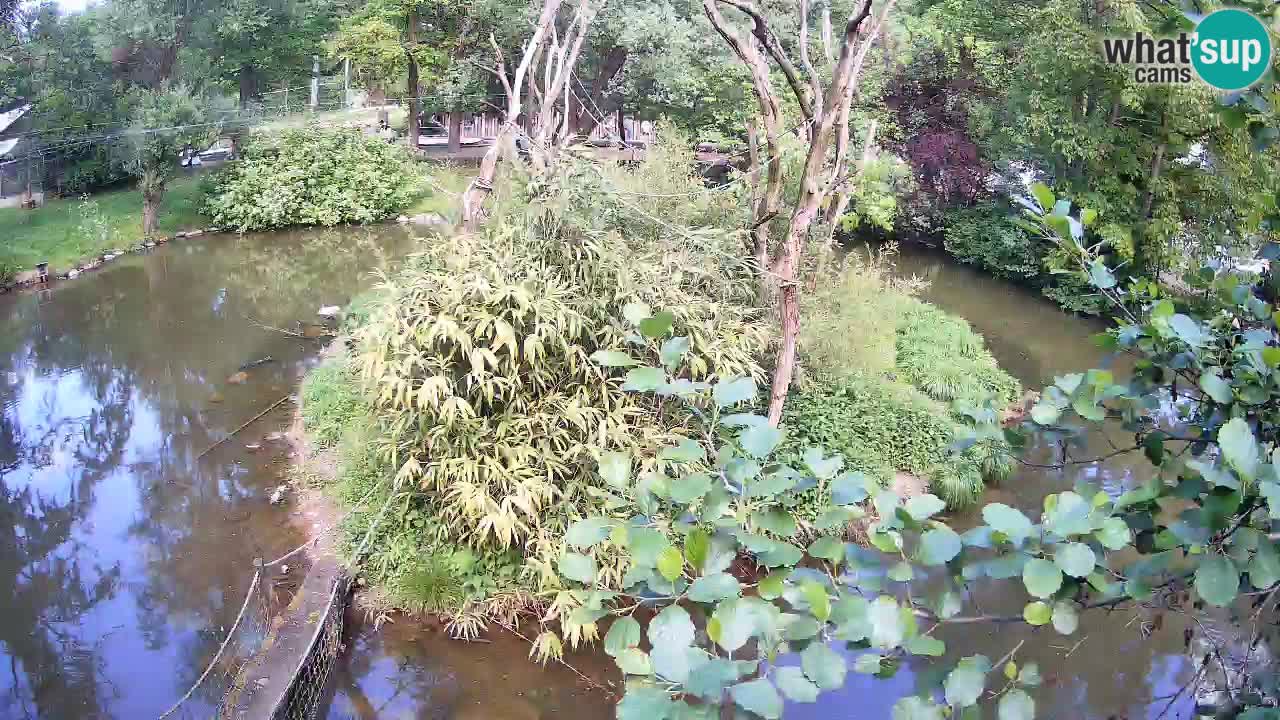 Gibbon à joues jaunes Zoo Ljubljana live cam
