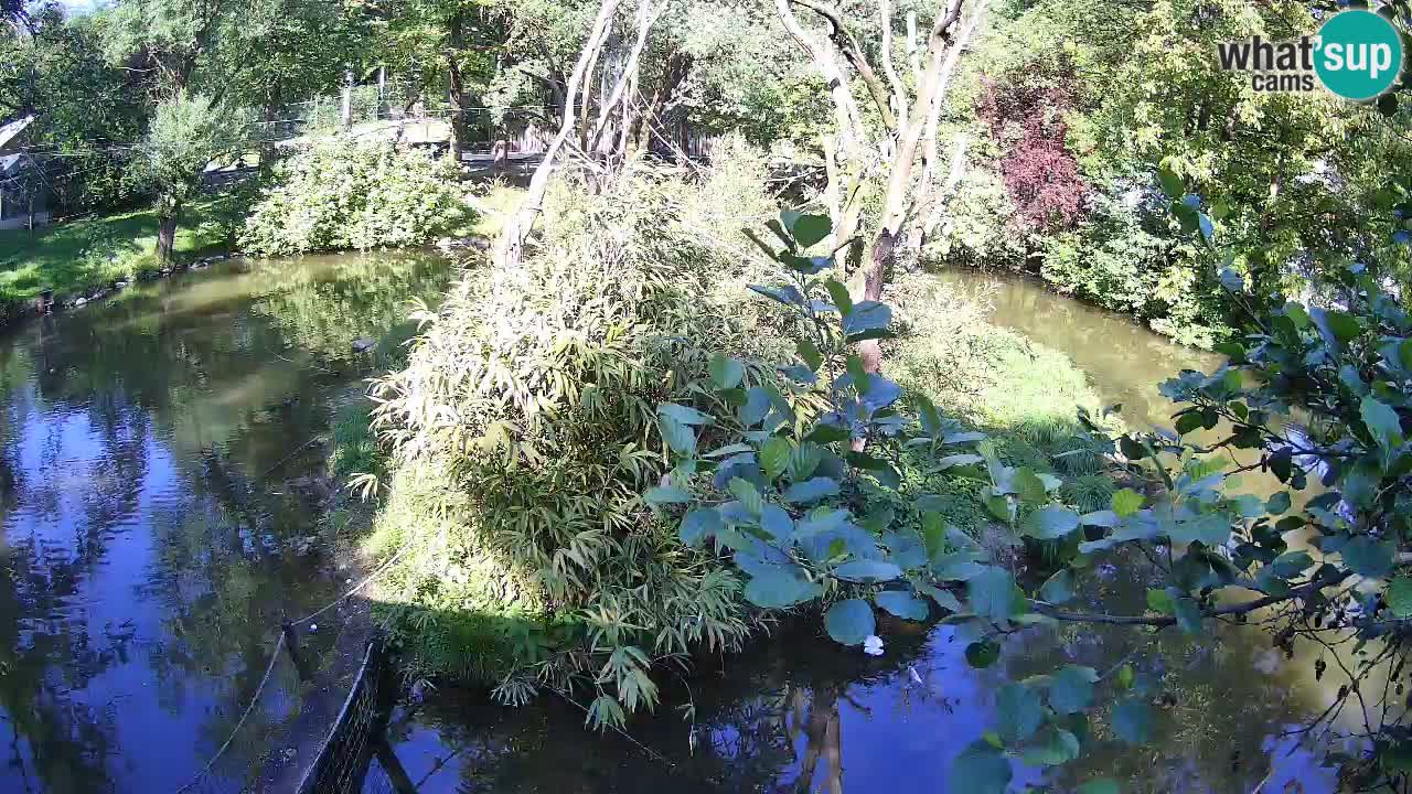 Yellow-cheeked gibbon Zoo Ljubljana livecam