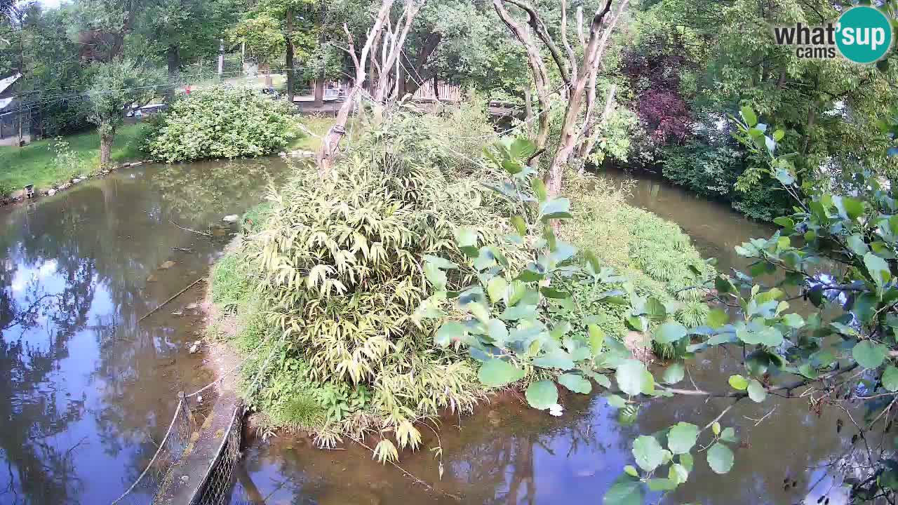 Gibbon à joues jaunes Zoo Ljubljana live cam