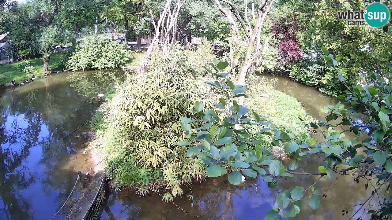 Yellow-cheeked gibbon Zoo Ljubljana livecam