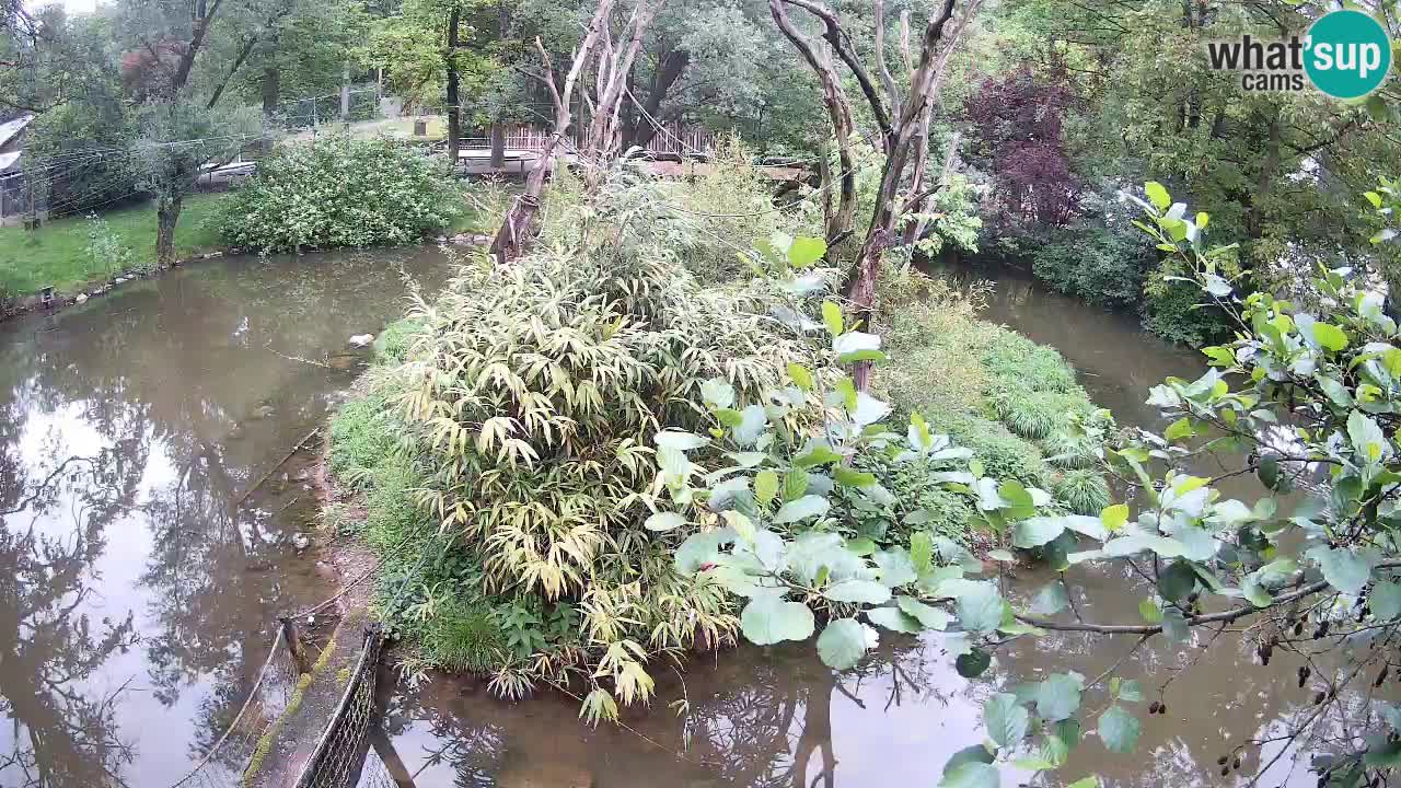 Gibbon à joues jaunes Zoo Ljubljana live cam