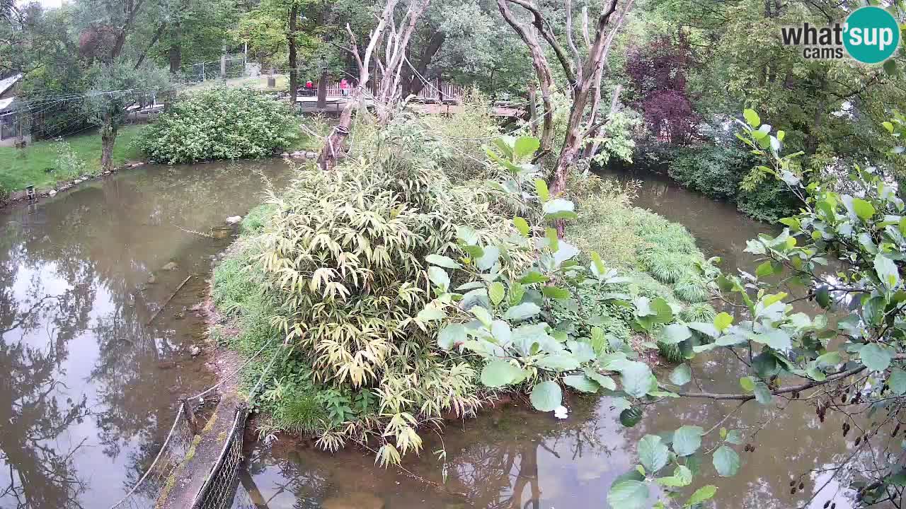 Gibon – Nomascus gabriellae – Zoo Ljubljana web kamera