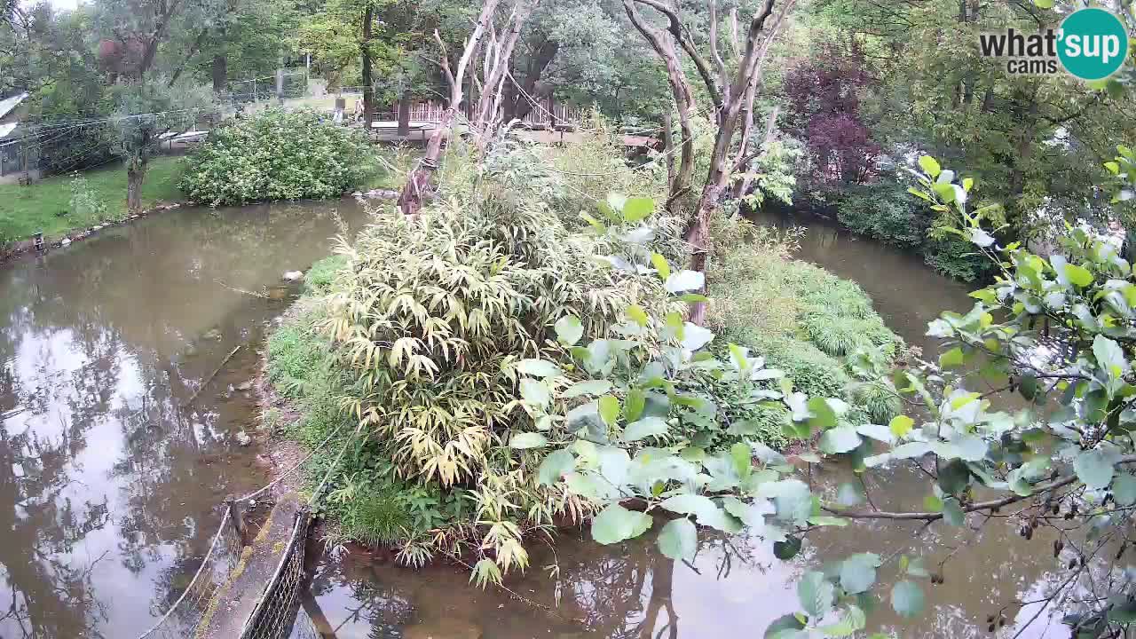 Südlicher Gelbwangen-Schopfgibbon Zoo Ljubljana webcam
