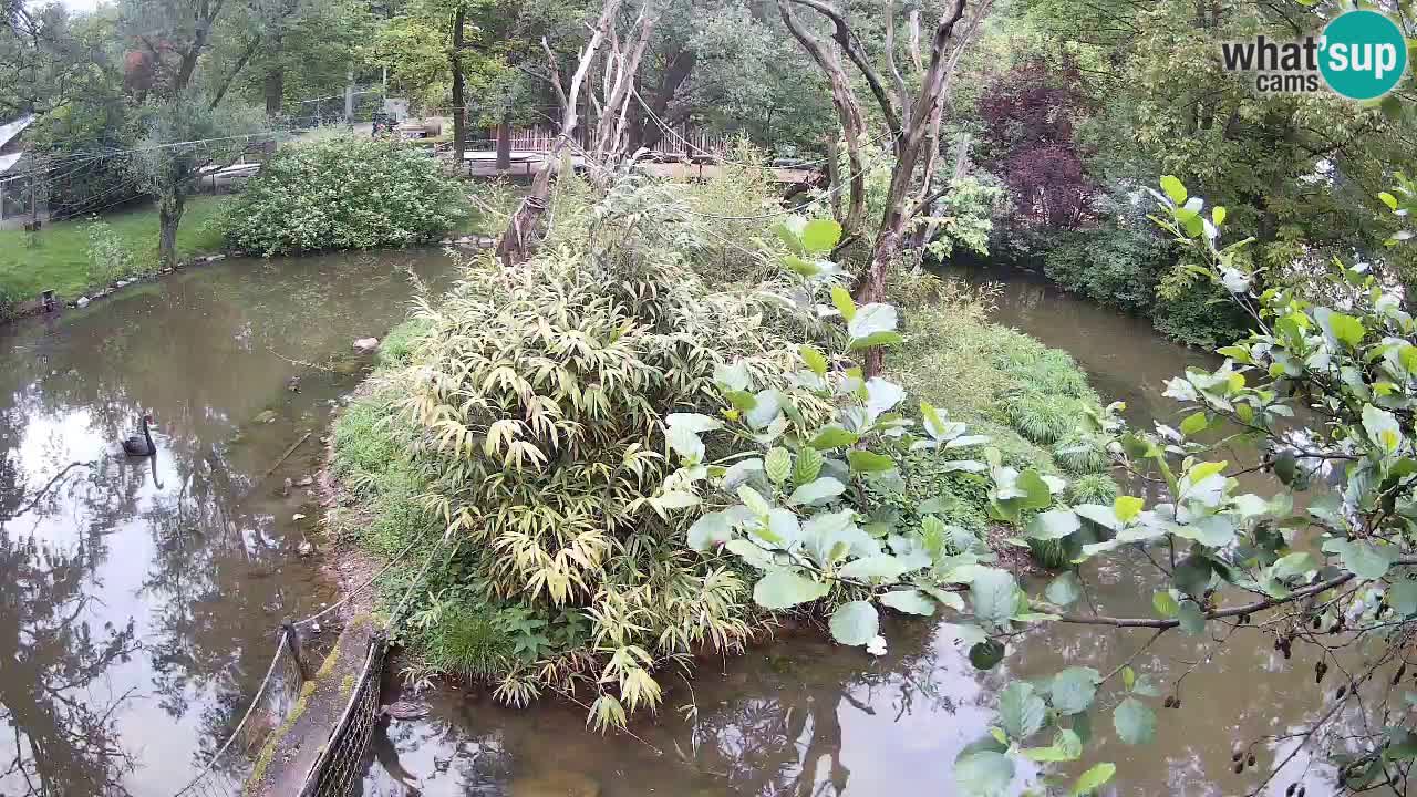 Südlicher Gelbwangen-Schopfgibbon Zoo Ljubljana webcam
