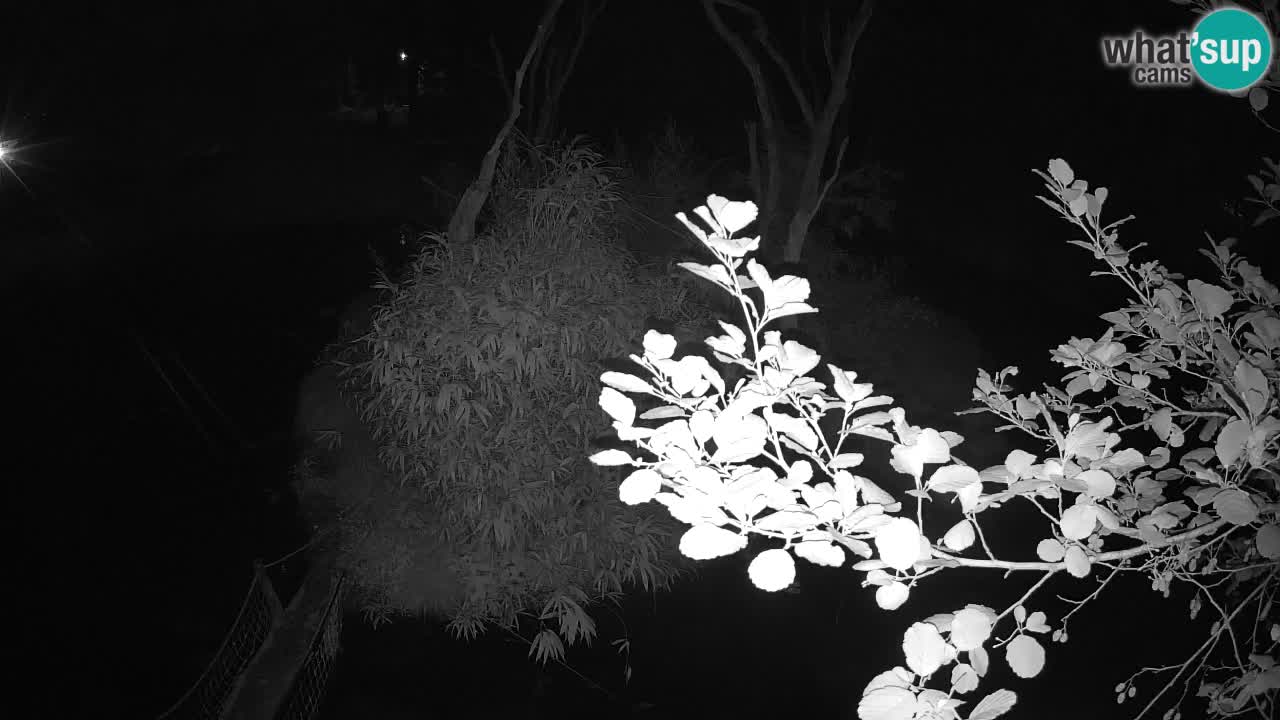 Südlicher Gelbwangen-Schopfgibbon Zoo Ljubljana webcam