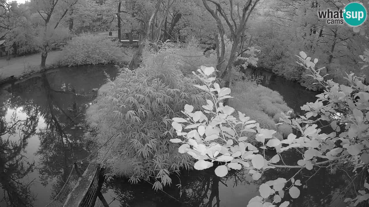 Südlicher Gelbwangen-Schopfgibbon Zoo Ljubljana webcam