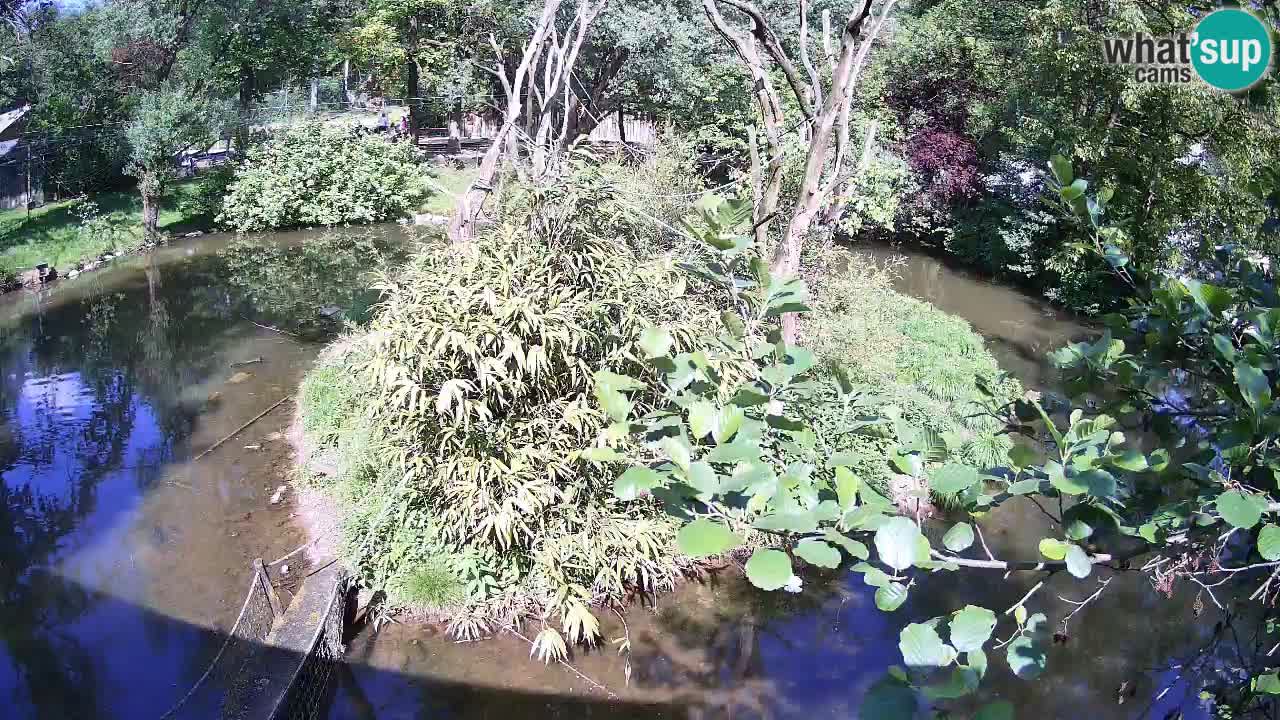 Südlicher Gelbwangen-Schopfgibbon Zoo Ljubljana webcam