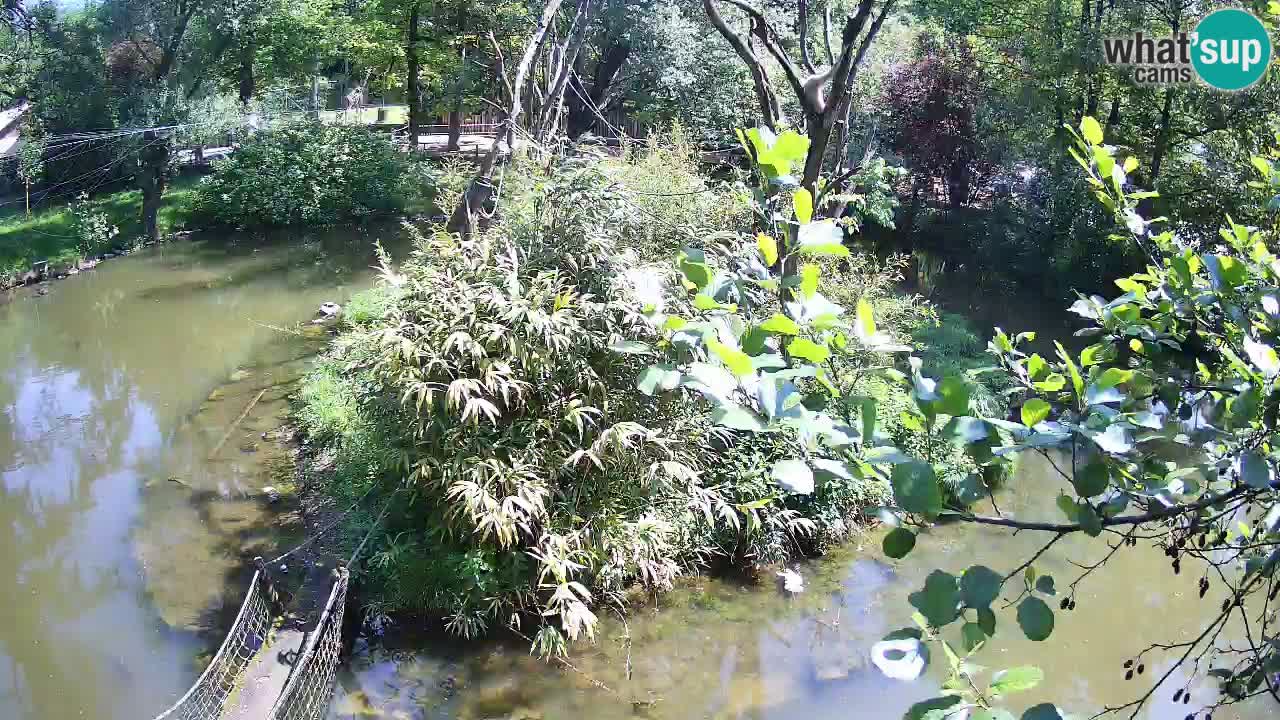 Südlicher Gelbwangen-Schopfgibbon Zoo Ljubljana webcam