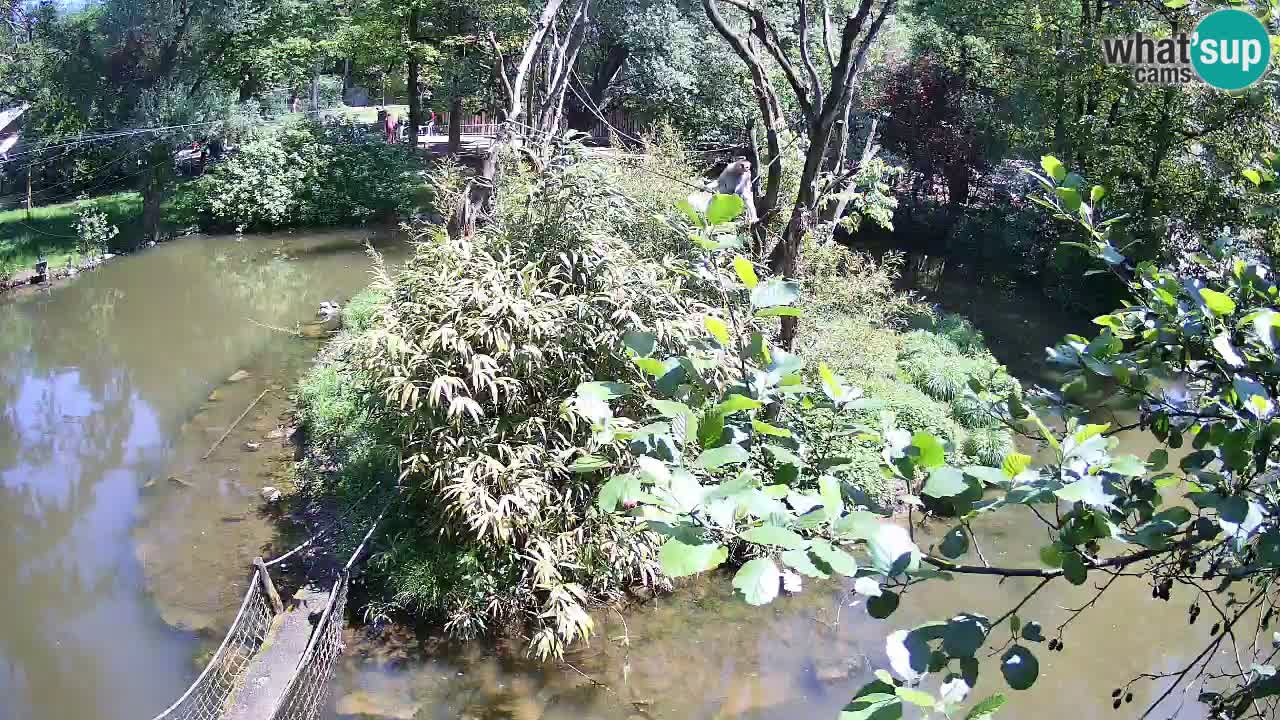 Gibon – Nomascus gabriellae – Zoo Ljubljana web kamera