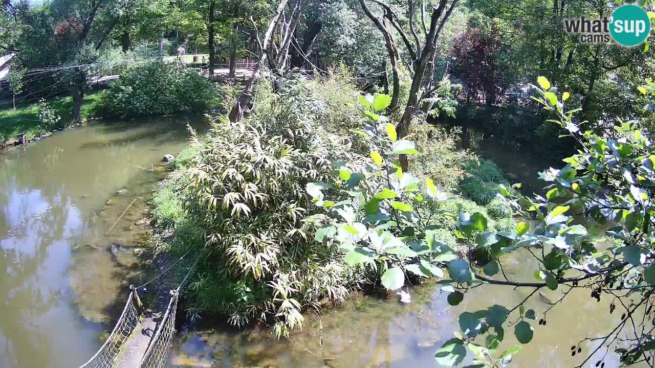 Gibbon à joues jaunes Zoo Ljubljana live cam