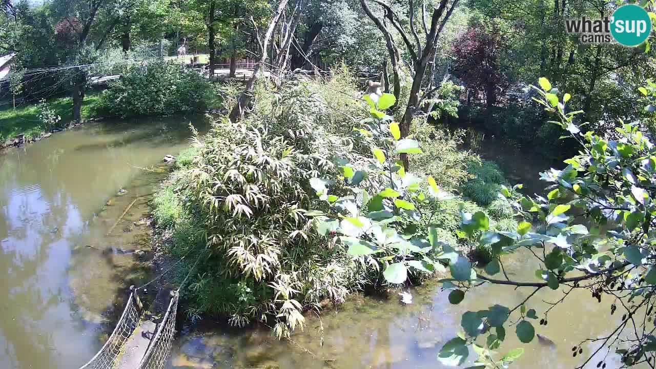 Gibbone dalle guance rosa nello ZOO di Ljubljana