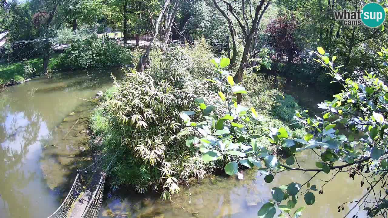 Yellow-cheeked gibbon Zoo Ljubljana livecam