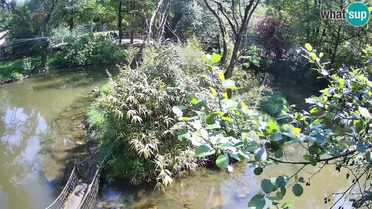 Gibbon à joues jaunes Zoo Ljubljana live cam