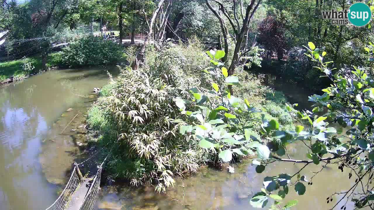 Yellow-cheeked gibbon Zoo Ljubljana livecam