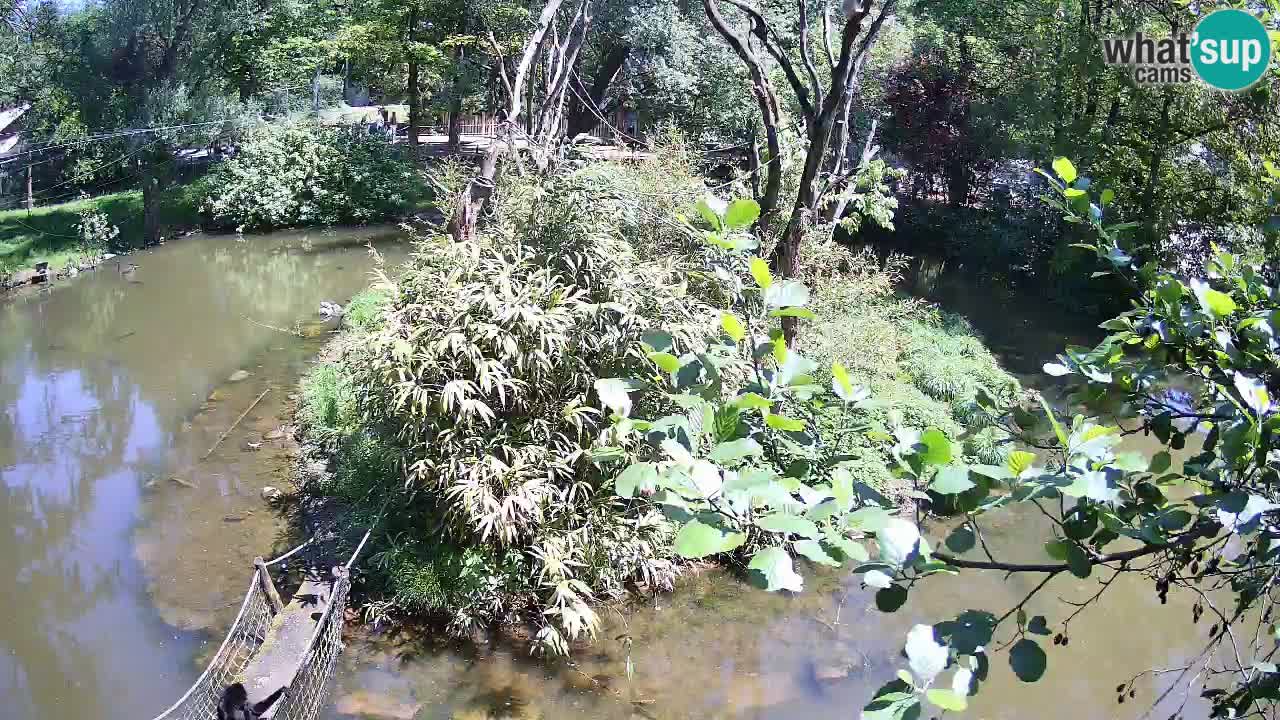 Südlicher Gelbwangen-Schopfgibbon Zoo Ljubljana webcam