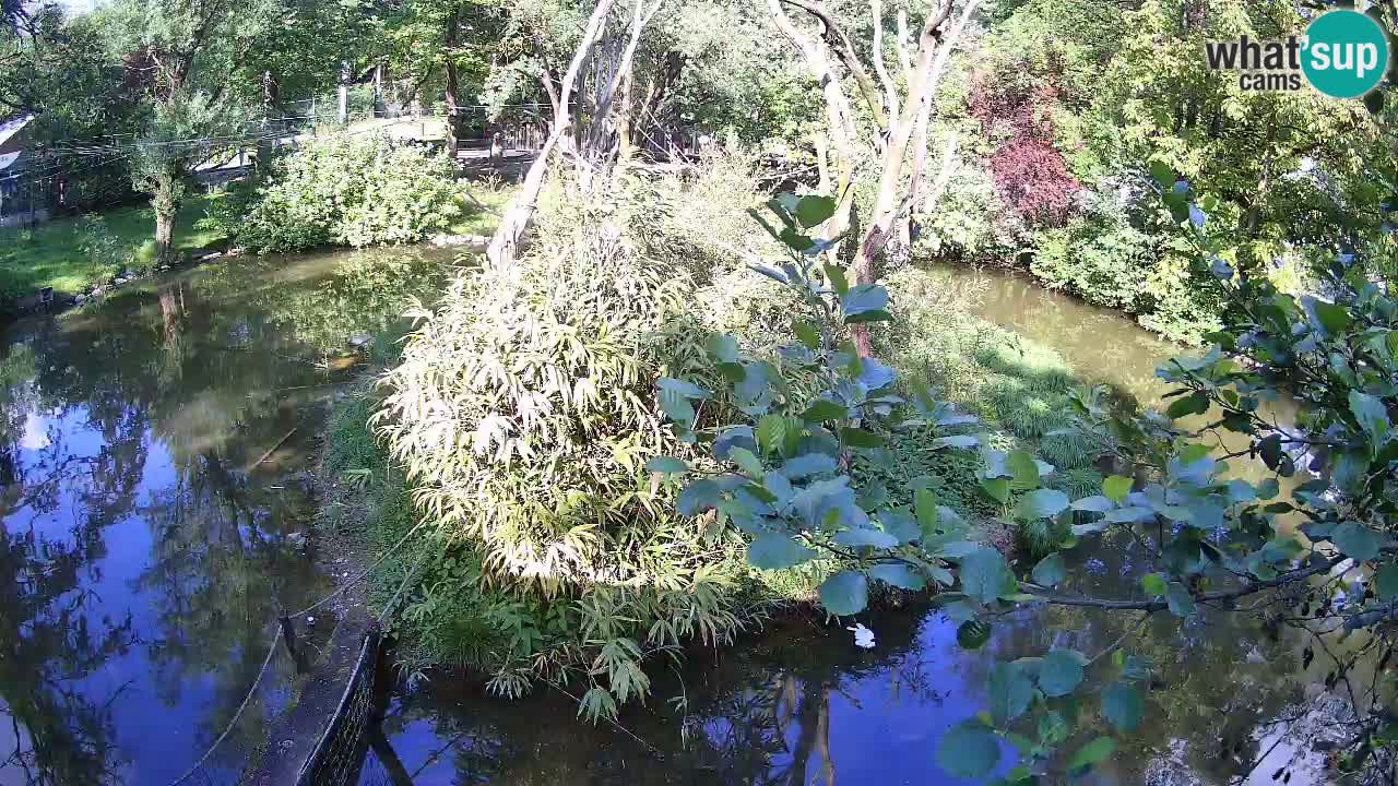 Gibbon à joues jaunes Zoo Ljubljana live cam