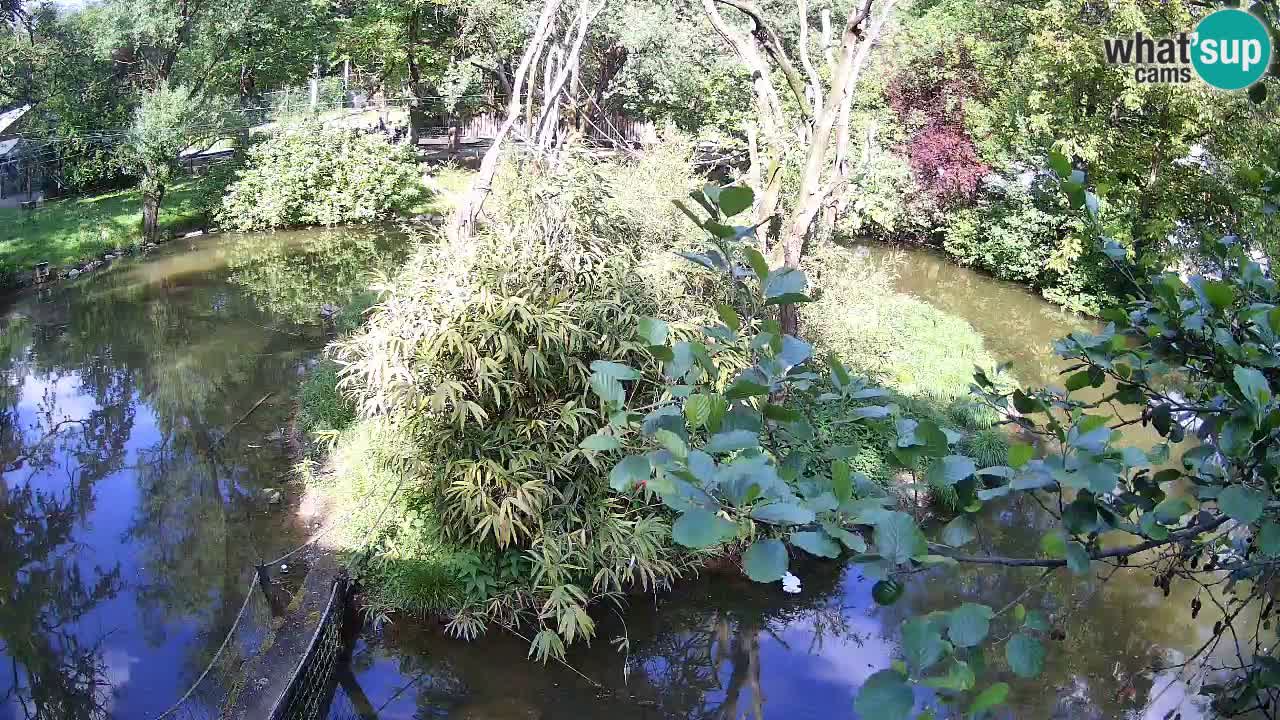 Yellow-cheeked gibbon Zoo Ljubljana livecam