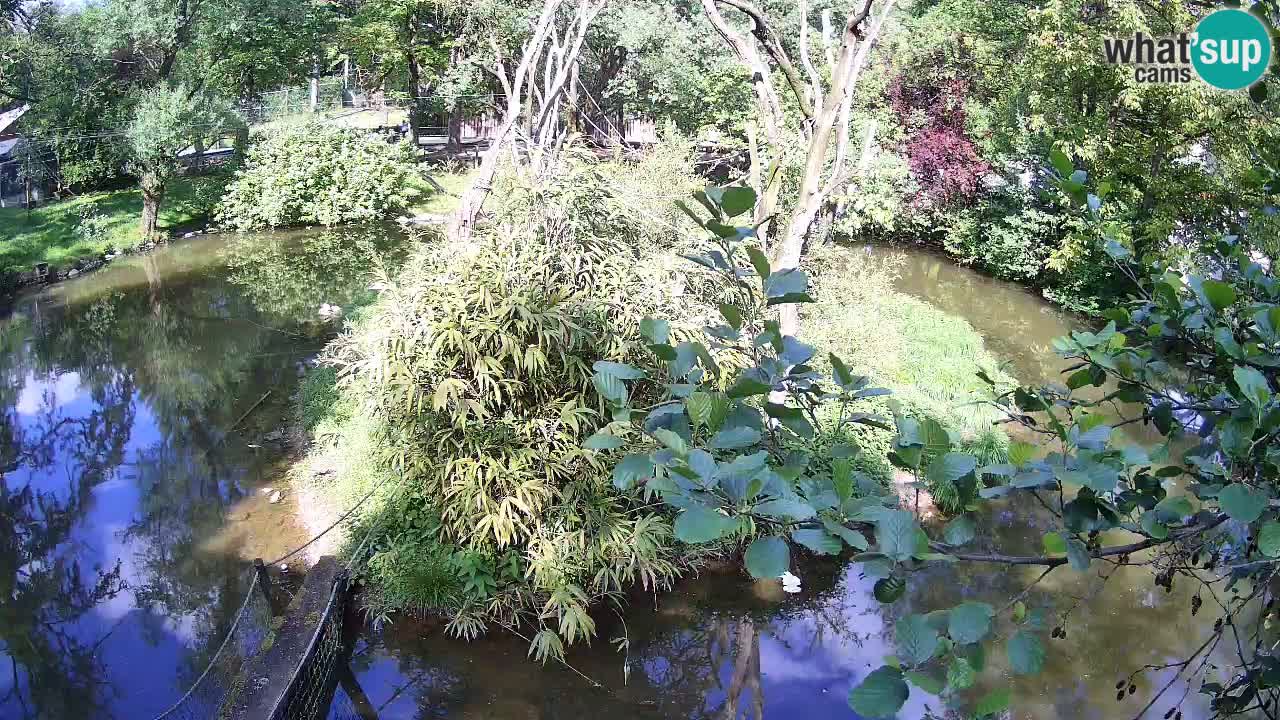 Yellow-cheeked gibbon Zoo Ljubljana livecam