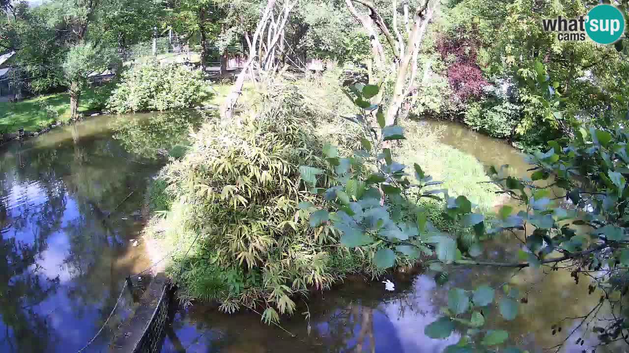 Yellow-cheeked gibbon Zoo Ljubljana livecam