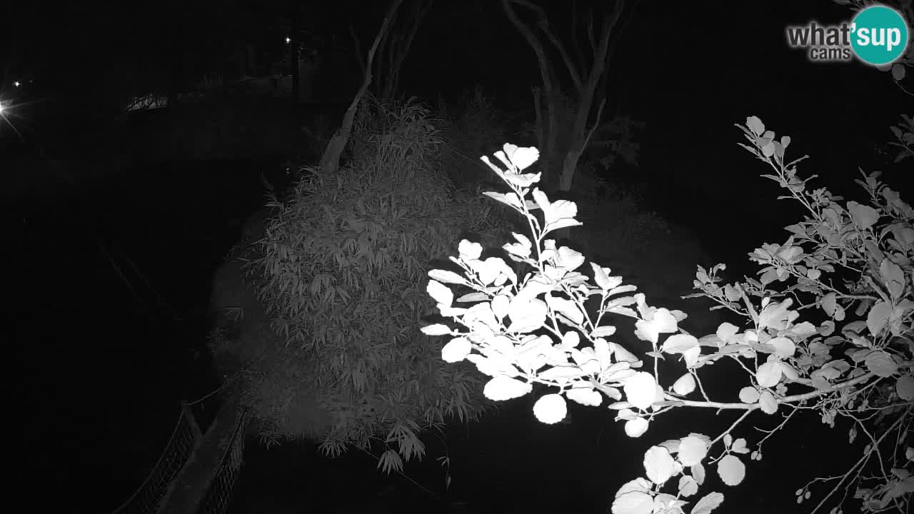 Gibbon à joues jaunes Zoo Ljubljana live cam