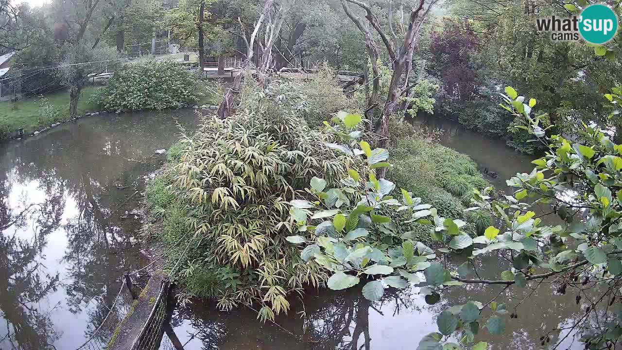 Gibbon à joues jaunes Zoo Ljubljana live cam