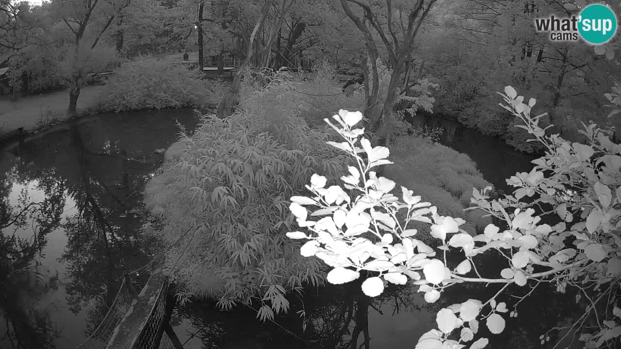 Südlicher Gelbwangen-Schopfgibbon Zoo Ljubljana webcam