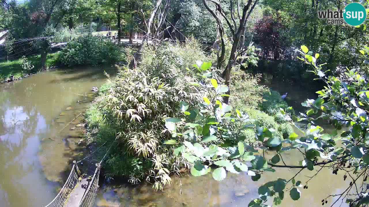 Gibbon à joues jaunes Zoo Ljubljana live cam