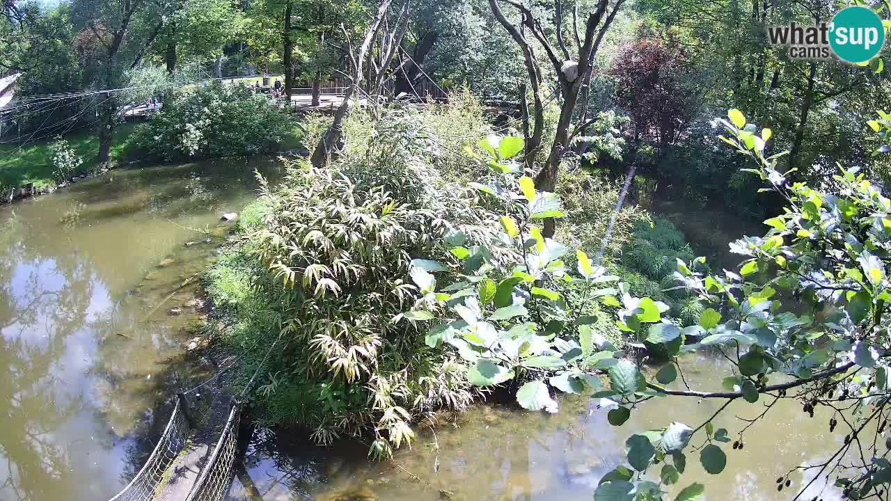 Gibon – Nomascus gabriellae – Zoo Ljubljana web kamera