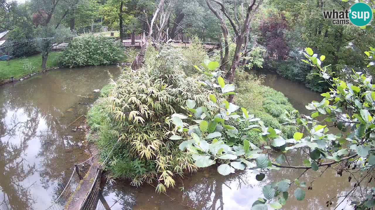 Südlicher Gelbwangen-Schopfgibbon Zoo Ljubljana webcam