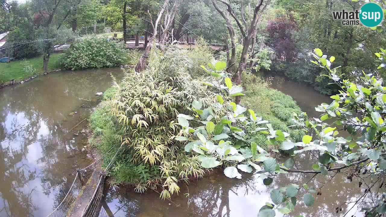 Gibon – Nomascus gabriellae – Zoo Ljubljana web kamera