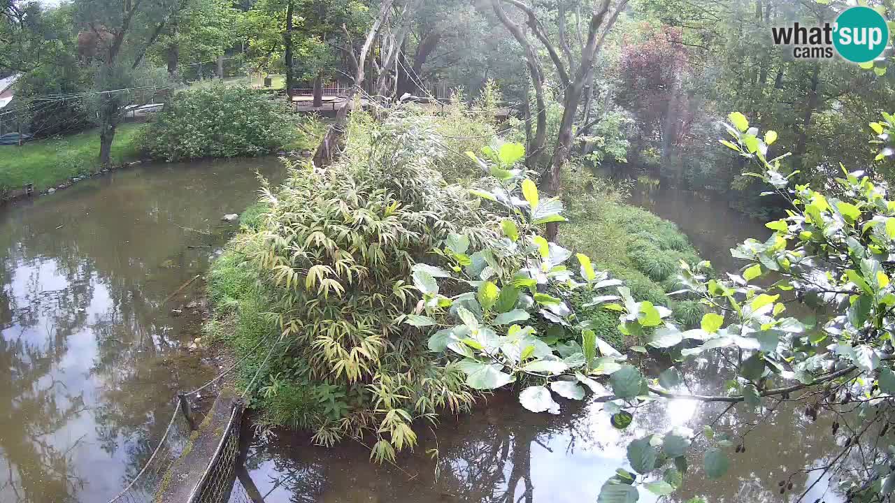 Gibbon à joues jaunes Zoo Ljubljana live cam