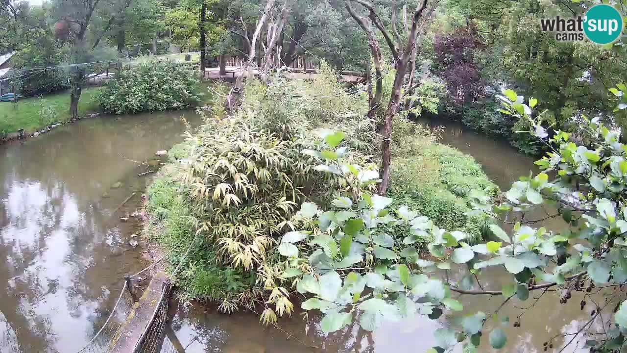 Gibbon à joues jaunes Zoo Ljubljana live cam