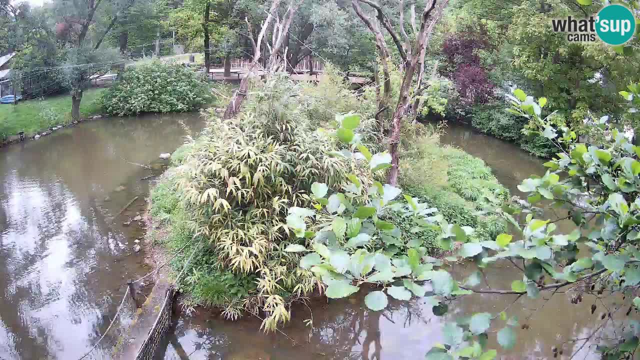 Südlicher Gelbwangen-Schopfgibbon Zoo Ljubljana webcam