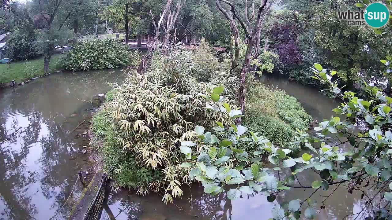 Gibbon à joues jaunes Zoo Ljubljana live cam