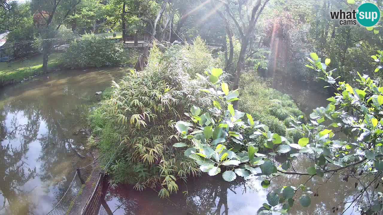 Gibbone dalle guance rosa nello ZOO di Ljubljana