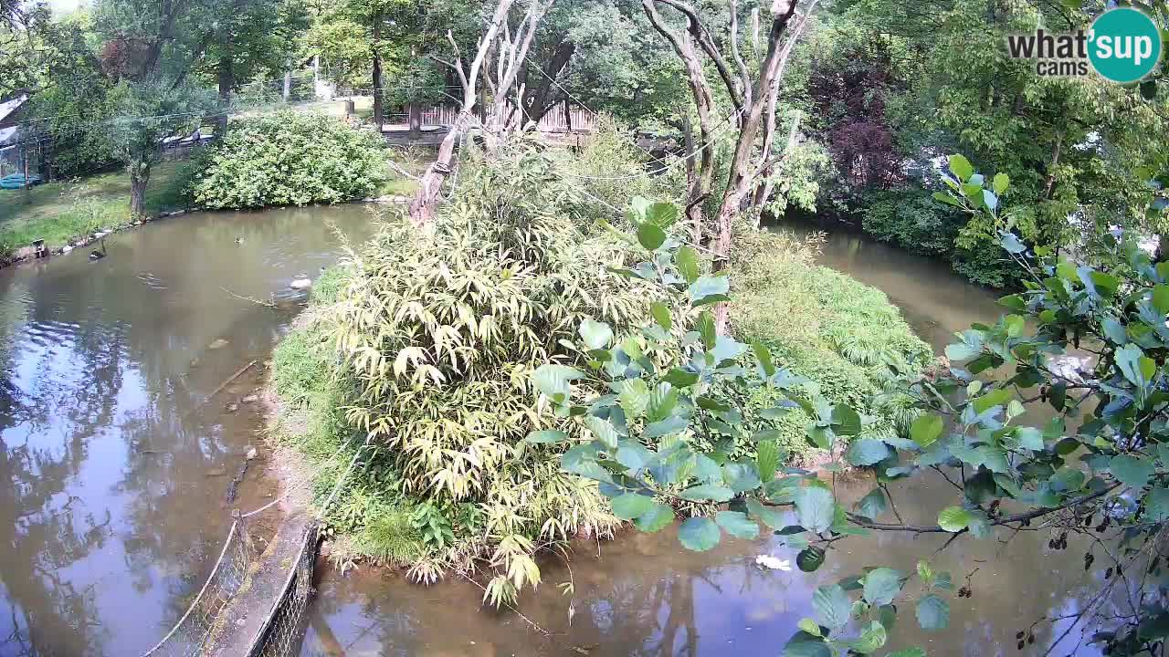 Yellow-cheeked gibbon Zoo Ljubljana livecam