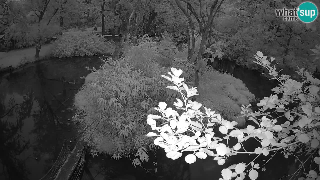 Gibbon à joues jaunes Zoo Ljubljana live cam