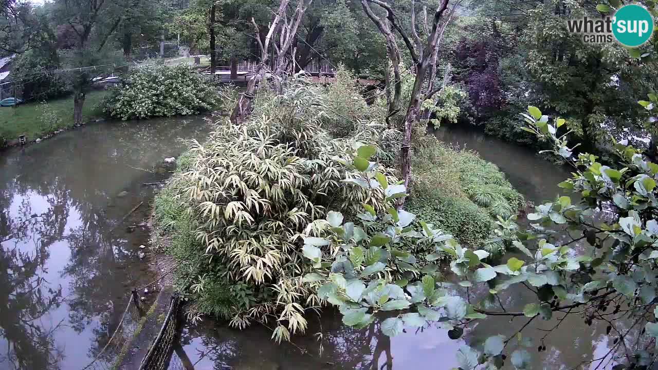 Yellow-cheeked gibbon Zoo Ljubljana livecam