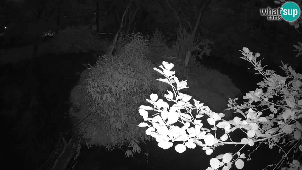 Gibon – Nomascus gabriellae – Zoo Ljubljana web kamera
