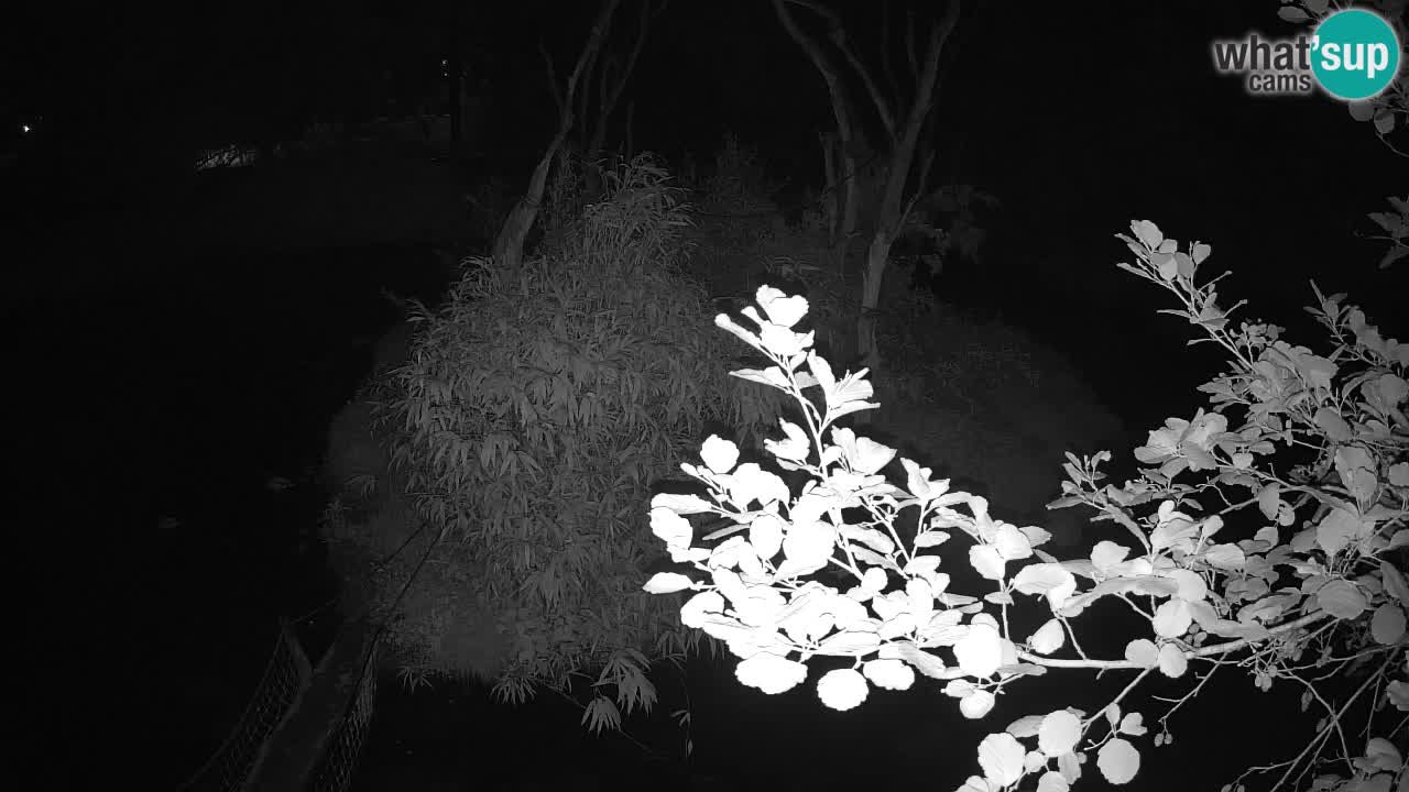 Gibbon à joues jaunes Zoo Ljubljana live cam