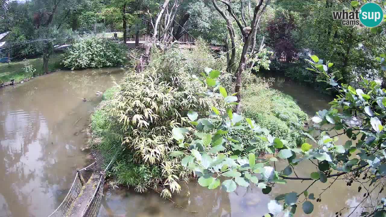 Gibbon à joues jaunes Zoo Ljubljana live cam