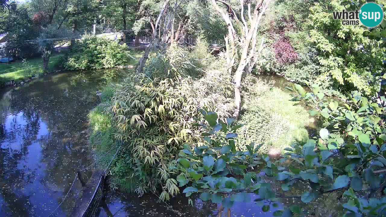 Südlicher Gelbwangen-Schopfgibbon Zoo Ljubljana webcam
