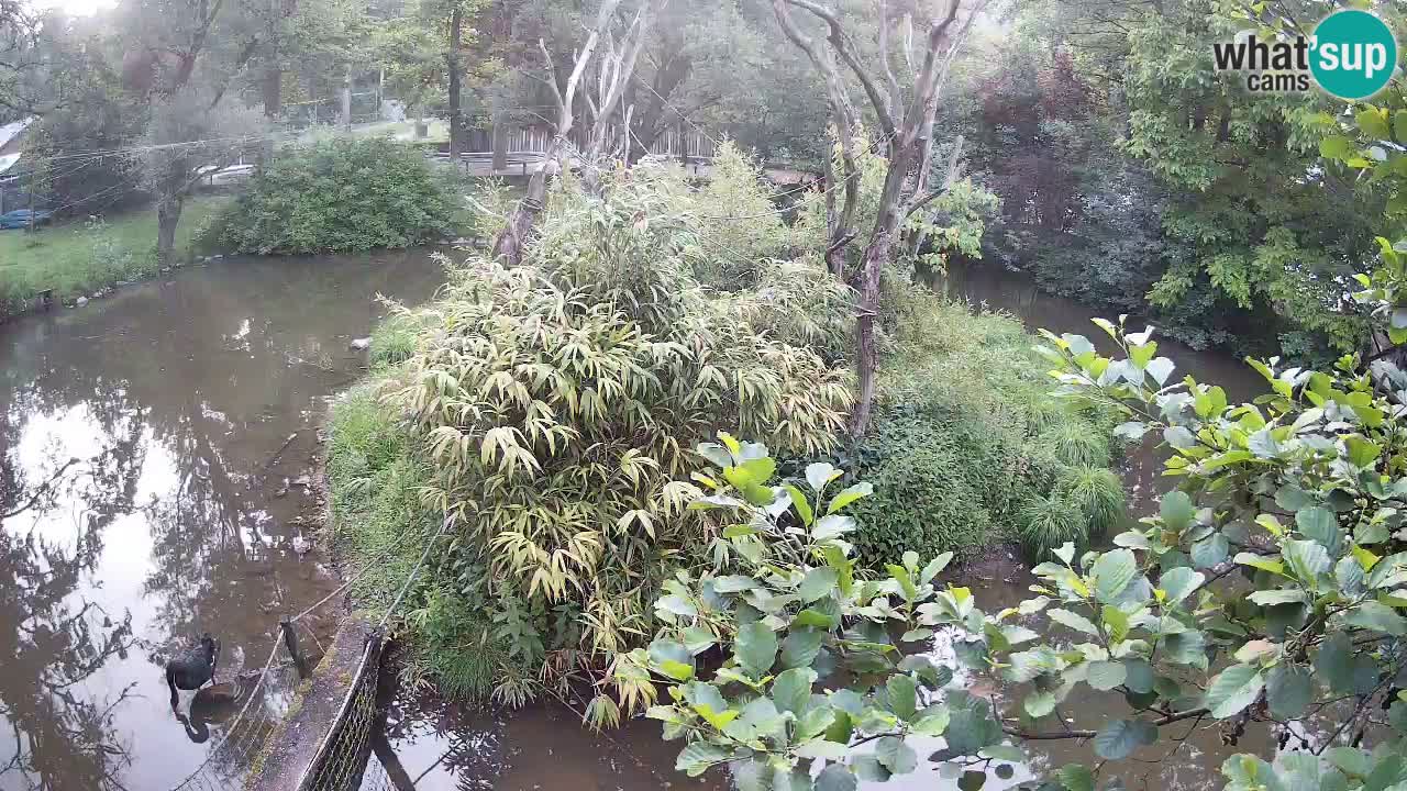 Yellow-cheeked gibbon Zoo Ljubljana livecam
