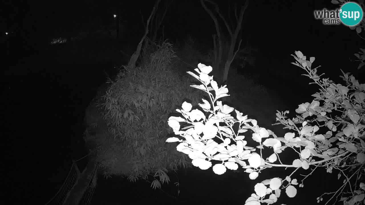 Gibon – Nomascus gabriellae – Zoo Ljubljana web kamera